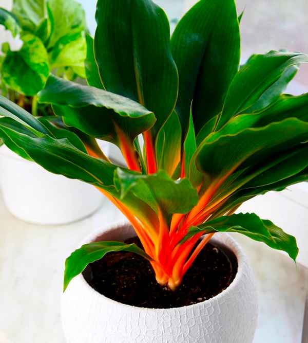 Хлорофитум Оранжевый: описание и уход в домашних условиях