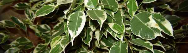 Происхождение, особенности цветения и ухода за фикусом