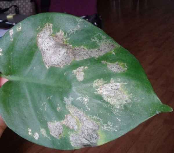 Лечение болезней и борьба с вредителями монстеры в домашних условиях