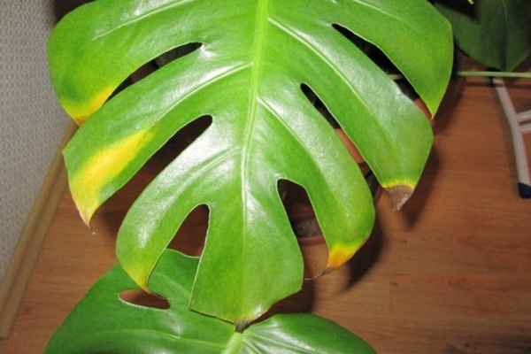 Почему у монстеры желтеют листья?