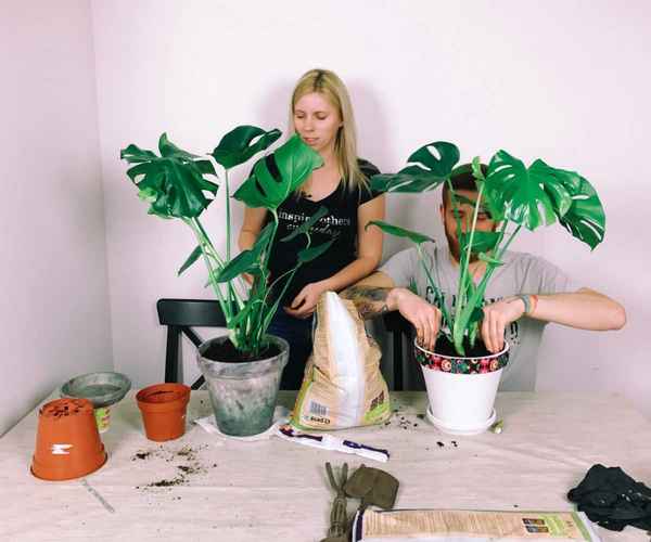 Уход и размножение монстеры в домашних условиях