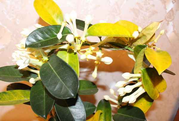 Почему желтеют листья у стефанотиса?