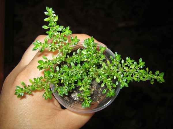 Пилея мелколистная: описание и выращивание растения