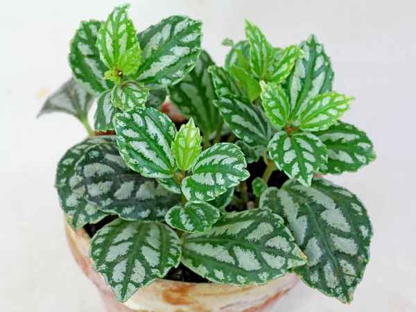 Уход за пилеей Кадье в домашних условиях