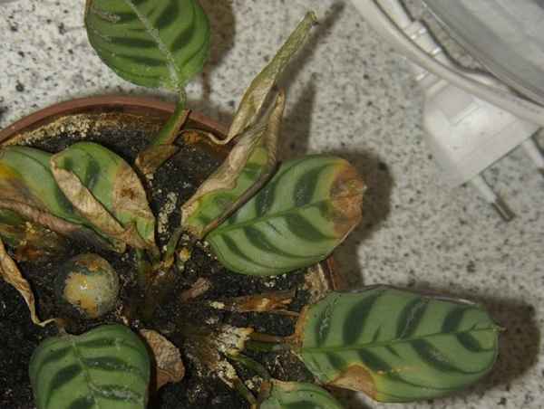 Болезни и вредители маранты