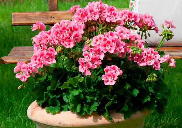 Выращивание пеллионии в домашних условиях