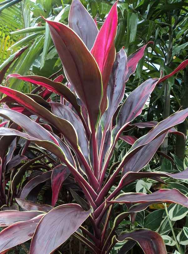 Разновидности кордилины