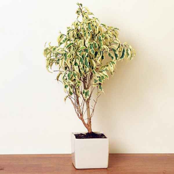 Фикус Старлайт: уход в домашних условиях