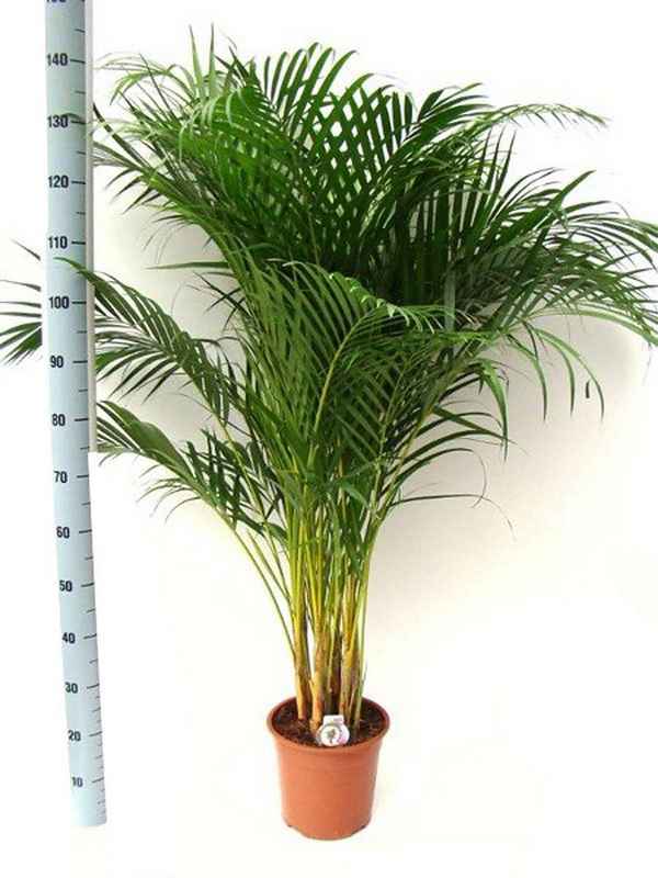 Пальма хризалидокарпус: уход в домашних условиях