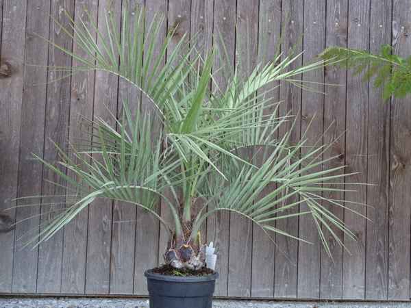Пальма бутия: уход в домашних условиях
