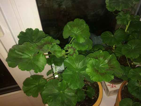 Что делать, если герань не цветет