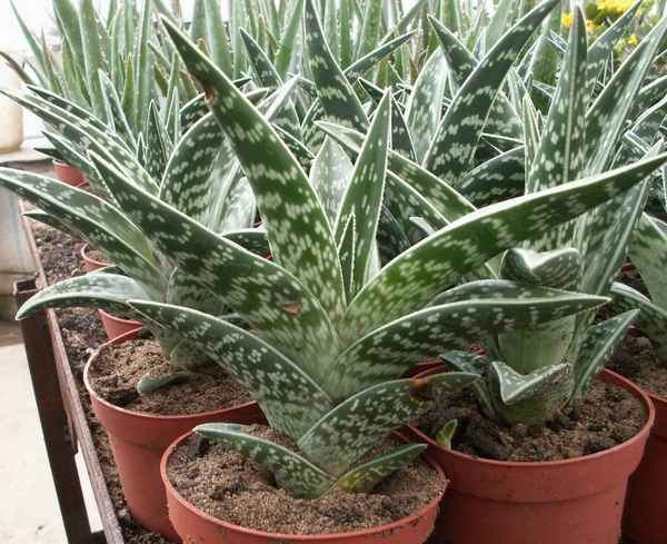 Алоэ пёстрое: уход в домашних условиях