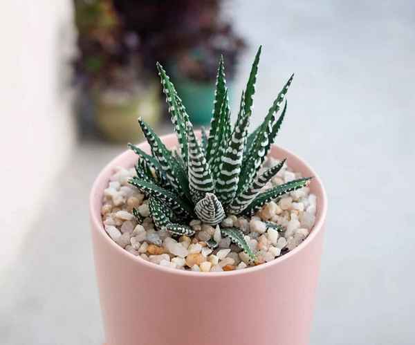 Хавортия полосатая: как ухаживать в домашних условиях