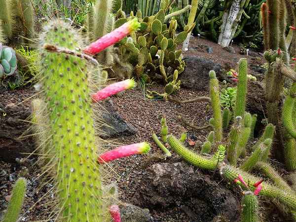 Особенности клейстокактуса и его выращивание