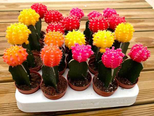 Описание комнатного растения гимнокалициум Михановича