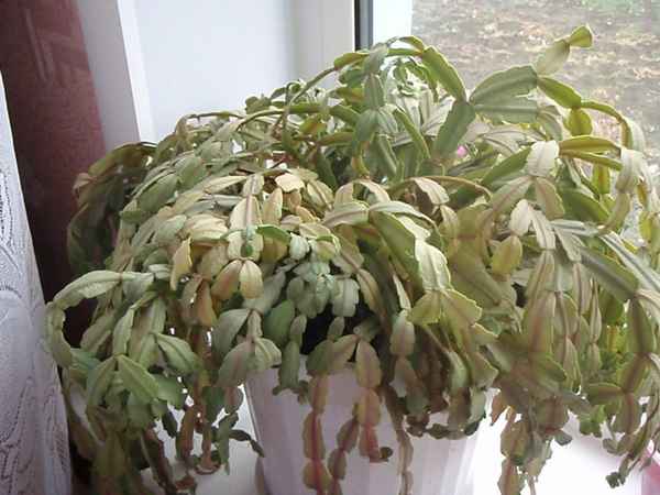 Почему вянет декабрист и как его спасти