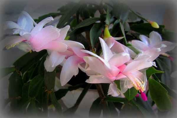 Описание видов декабриста