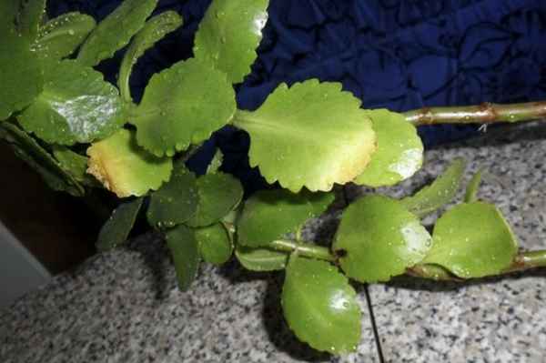 У каланхоэ желтеют листья: причины, как лечить растение