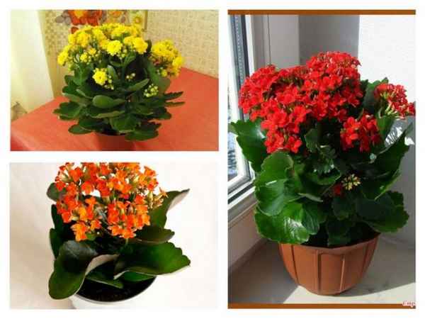 Что делать, если не цветёт каланхоэ