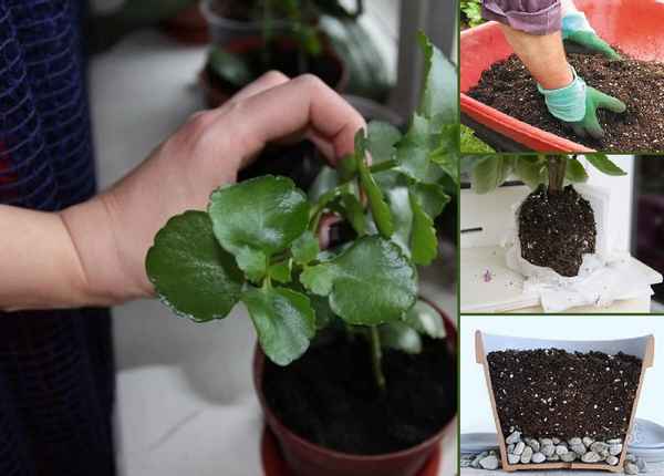 Как правильно и когда нужно пересаживать каланхоэ