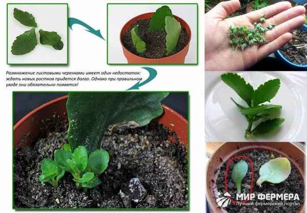 Как размножается каланхоэ в домашних условиях