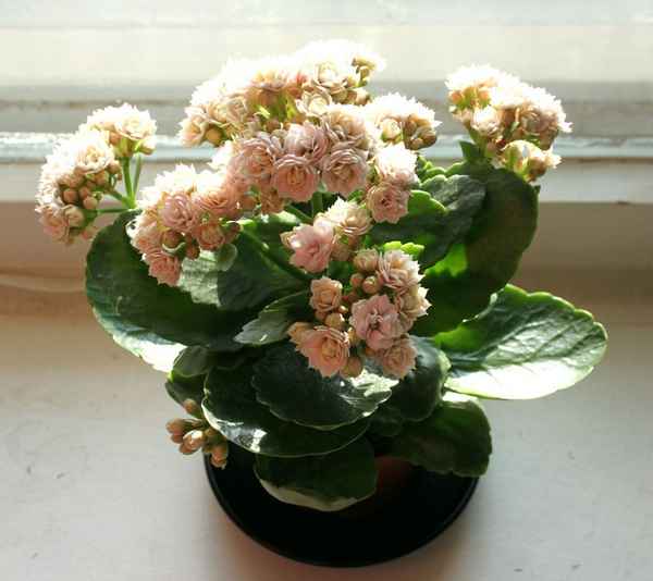 Как ухаживать за каланхоэ каландива в домашних условиях