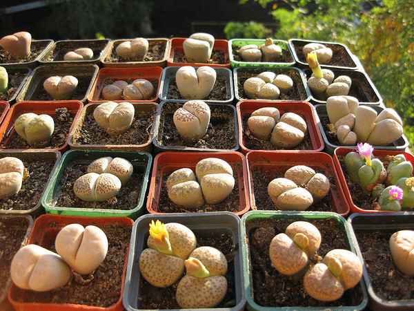 Как сажать литопсы из семян