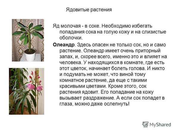 Ядовит ли и чем опасен молочай?