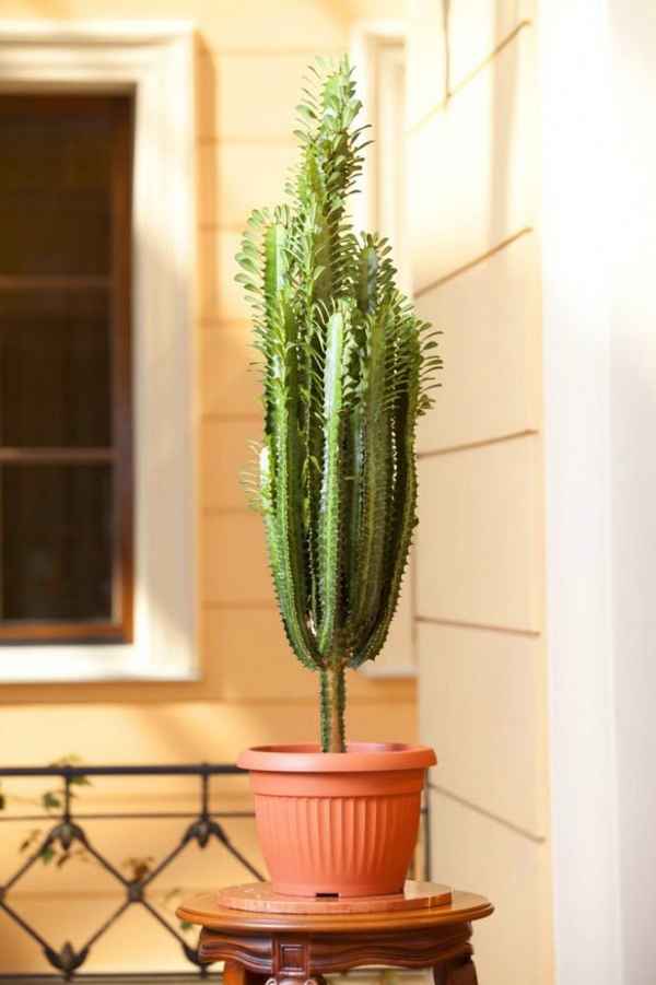 Молочай треугольный: уход в домашних условиях