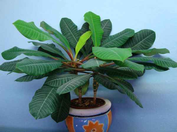 Молочай ребристый: уход в домашних условиях