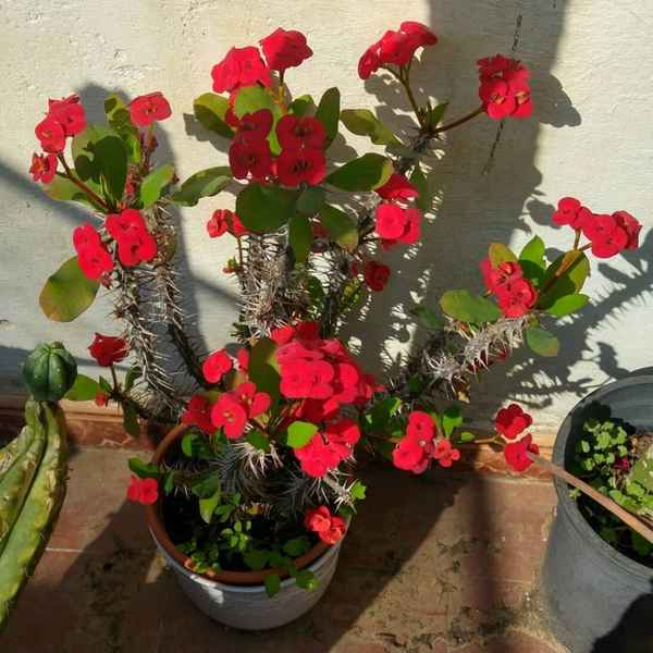 Молочай Миля: уход в домашних условиях