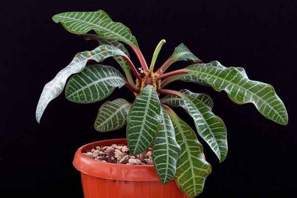 Молочай беложильчатый (комнатный цветок): уход в домашних условиях