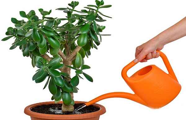 Чем и как правильно поливать денежное дерево