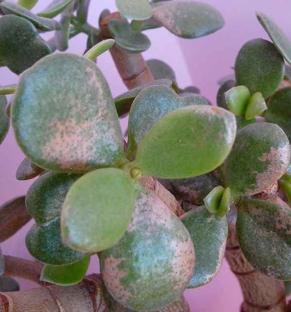 Как вылечить денежное дерево