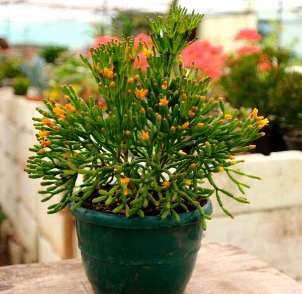 Комнатный цветок хатиора: уход в домашних условиях