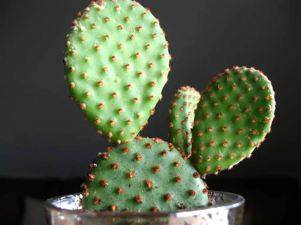 Описание видов опунции и уход за ними