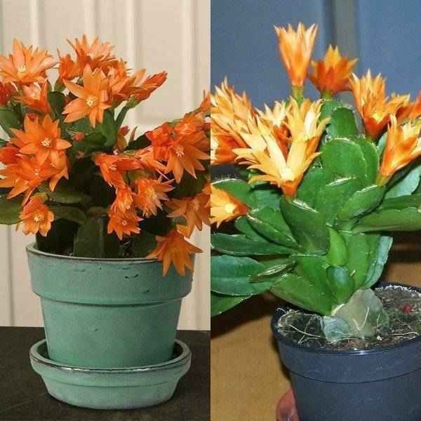 Рипсалидопсис: как ухаживать и размножить в домашних условиях