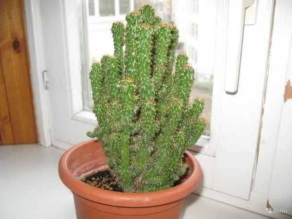 Кактус цереус перуанский: уход в домашних условиях