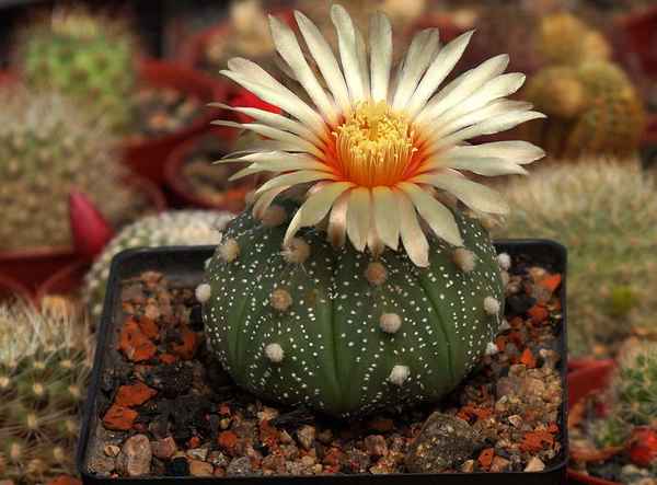 Астрофитум: уход в домашних условиях