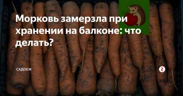 Что делать, если морковь замёрзла на балконе?