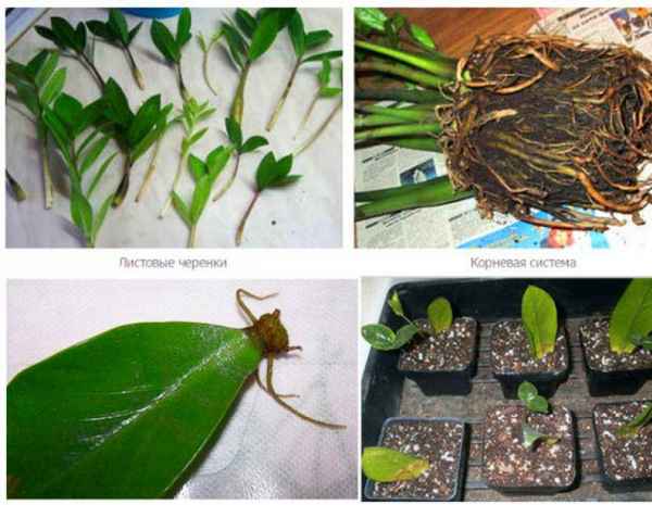 Выращивание и размножение замиокулькаса в домашних условиях