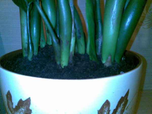 Как выбрать и обработать почву для замиокулькаса