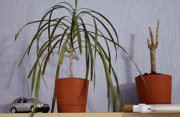 Почему драцена сбрасывает листья и что при этом делать?