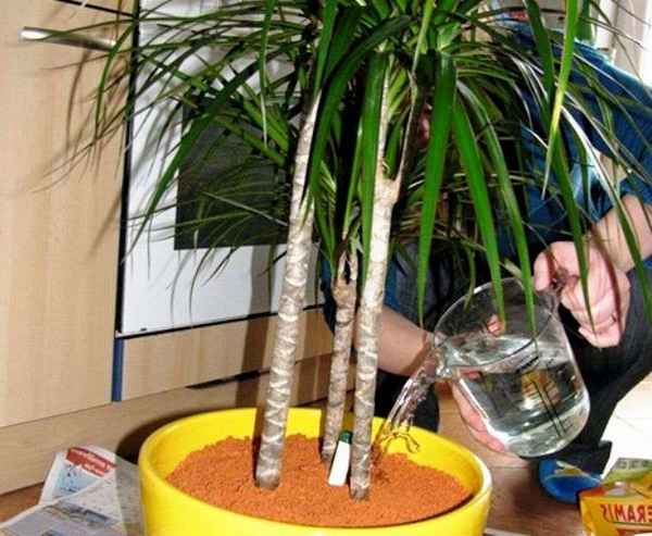 Как правильно, сколько раз и как часто нужно поливать драцену в домашних условиях