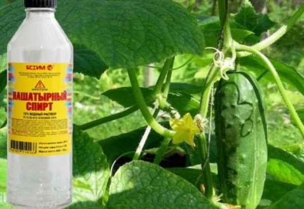 Как обpaбатывать огурцы нашатырным спиртом от болезней и вредителей