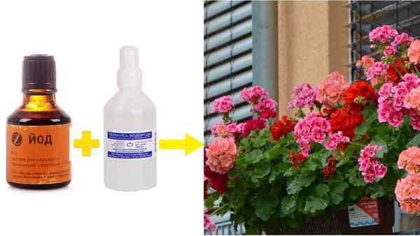 Чем подкормить герань для обильного цветения в домашних условиях