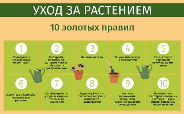 5 основных секретов ухода за домашней растительностью