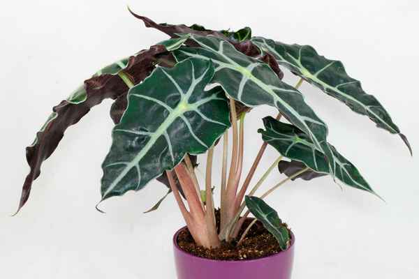 Как ухаживать за алоказией Полли в домашних условиях