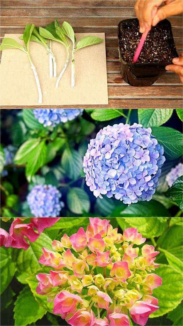 Растение гарризия: описание, уход и выращивание в домашних условиях