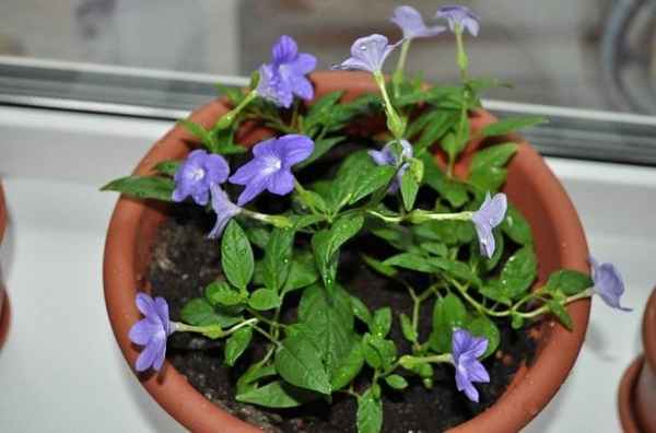 Цветок броваллия: уход и размножение